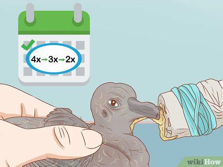 Easy Ways to Feed a Baby Pigeon: 12 Steps (with Pictures)