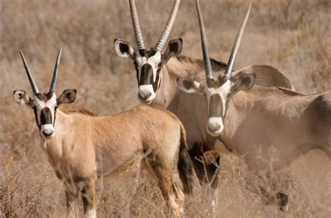 Kgalagadi Transfrontier Park Wildlife - A Top Safari Destination