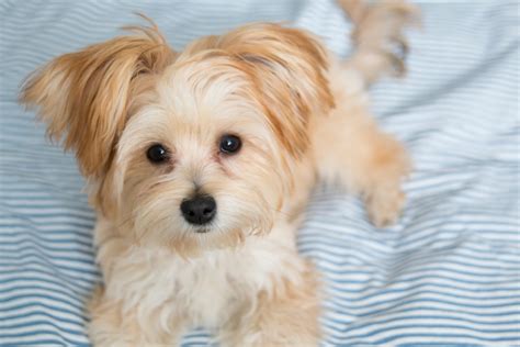 Morkie Poo vs. Morkie: What's the Difference? - Petland Florida