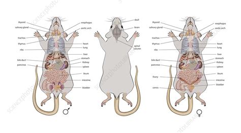 Mouse anatomy, illustration - Stock Image - C047/1852 - Science Photo Library