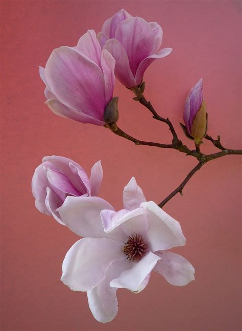 Flor Magnolia, Magnolia Flower, Magnolia Branch, Flower Drawing, Flower ...