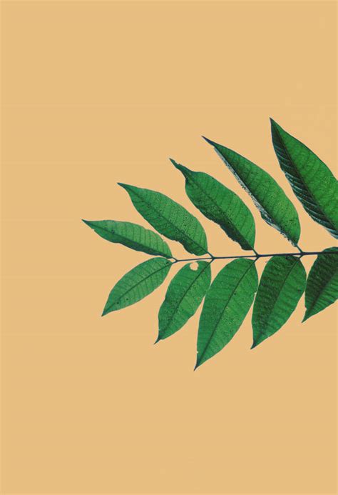 Download free Leaf In Beige Background Wallpaper - MrWallpaper.com