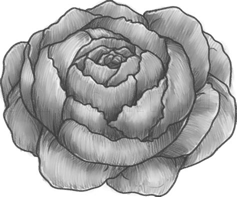 How To Draw A Peony, Peony Flower by Dawn | dragoart.com | Flower drawing tutorials, Flower ...
