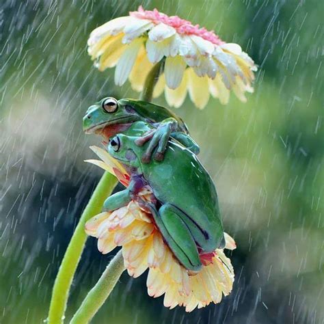 "Two frogs using a flower as an umbrella..." | Cute animals, Animals, Animals beautiful