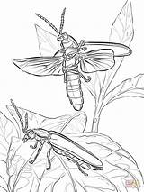 Common Eastern Fireflies coloring Page  Free Printable Coloring Pages sketch template