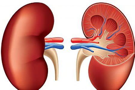 Acidosis: main causes, symptoms and treatment – Healthy Food Near Me