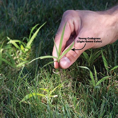 How to Get Rid of Crabgrass: A Step-by-Step Guide | Reader's Digest