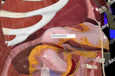 Transverse Mesocolon | Complete Anatomy