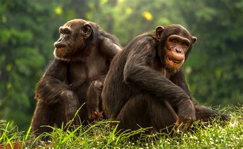 Bonobo, singe à la sexualité débridée