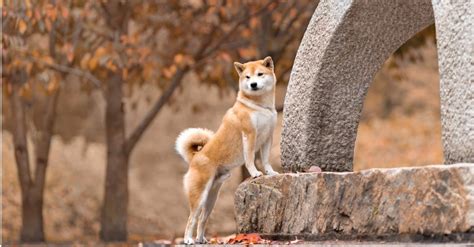 10 Incredible Shiba Inu Facts - A-Z Animals