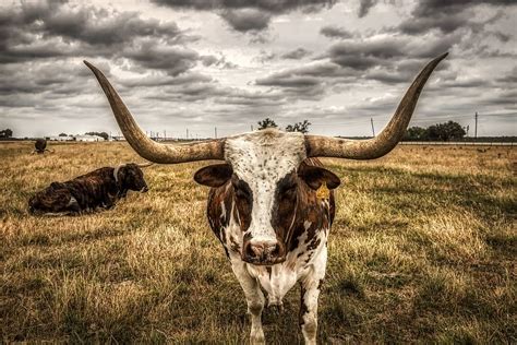 HD wallpaper: longhorn, cattle, livestock, agriculture, bull, ranch, horns | Wallpaper Flare