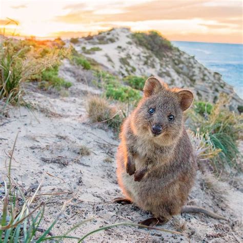 Australia on Twitter | Quokka, Australia animals, Quokka animal