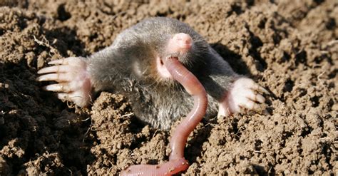 6 fun facts about moles - Happy Beaks Blog