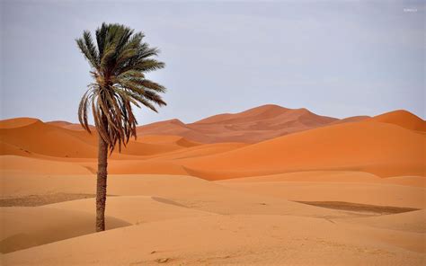 Date Palm In Desert