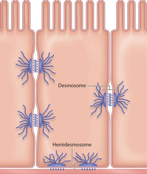 Anatomy and Physiology of the Integumentary System | Plastic Surgery Key