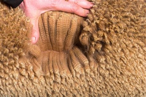 Types of Wool and the Unique Sheep and Places They Come From