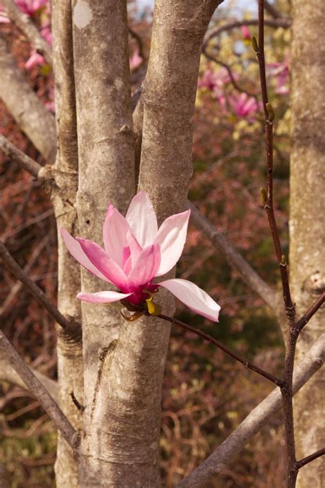 Pink magnolia tree in bloom | Magnolia trees, Magical garden, Bloom