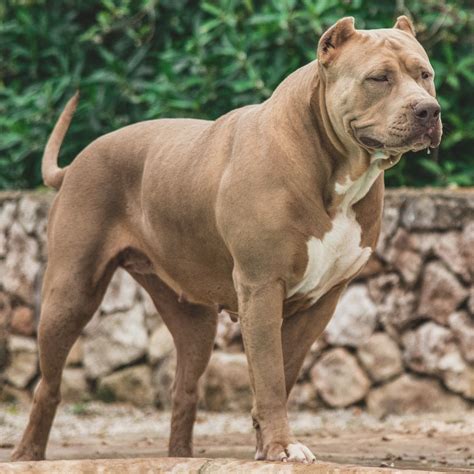 25 Excited American Bully Xxl Kennels Picture HD - Bleumoonproductions