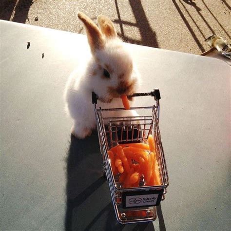 This bunny eating carrots : r/aww