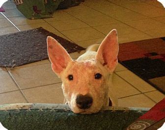 Sachse, TX - Bull Terrier. Meet Scarlett a Puppy for Adoption. | Bull terrier, Puppy adoption ...