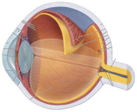 het oog Diagram | Quizlet