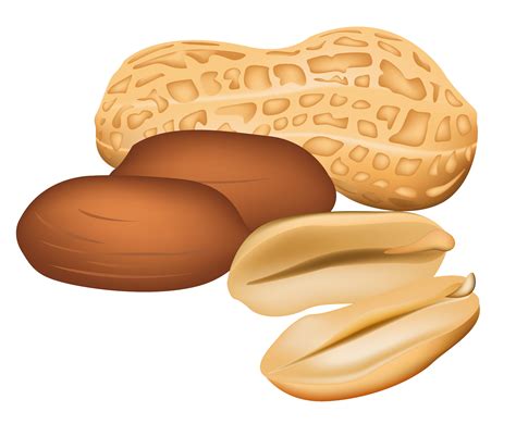 Nuts clipart - Clipground