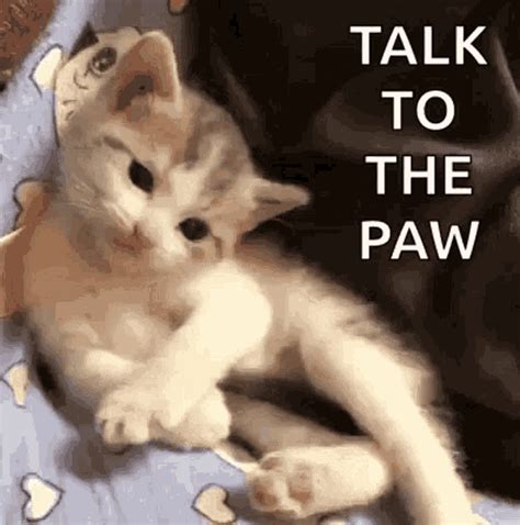 Sassy Funny GIF - Sassy Funny Cat - Discover & Share GIFs