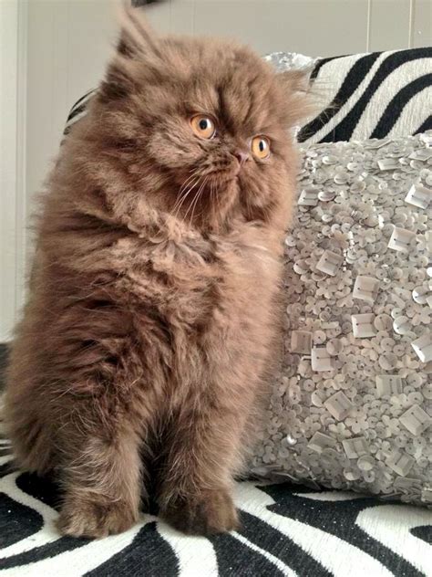 Persian Cat Brown Colour Price - The Best Dogs And Cats