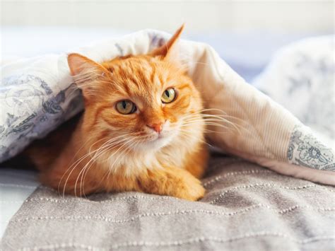 300 Orange Cat Names - Parade Pets