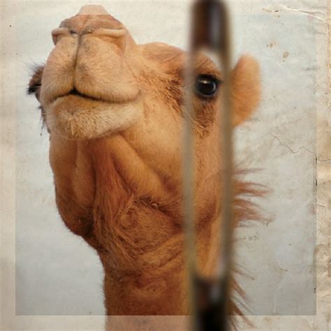 Can A Person Thread A Camel Through A Needle - Once you have a nice ...