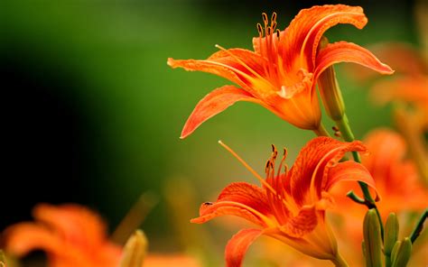 orange flowers | HD Desktop Wallpapers | 4k HD