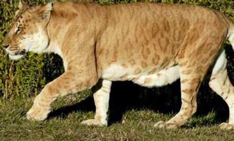 Leopon (Lion x Leopard) | Weird animals, National animal, Animals wild