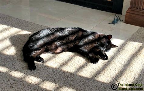 Sunbathing – The Island Cats…Every Cat wants to be an Island Cat!