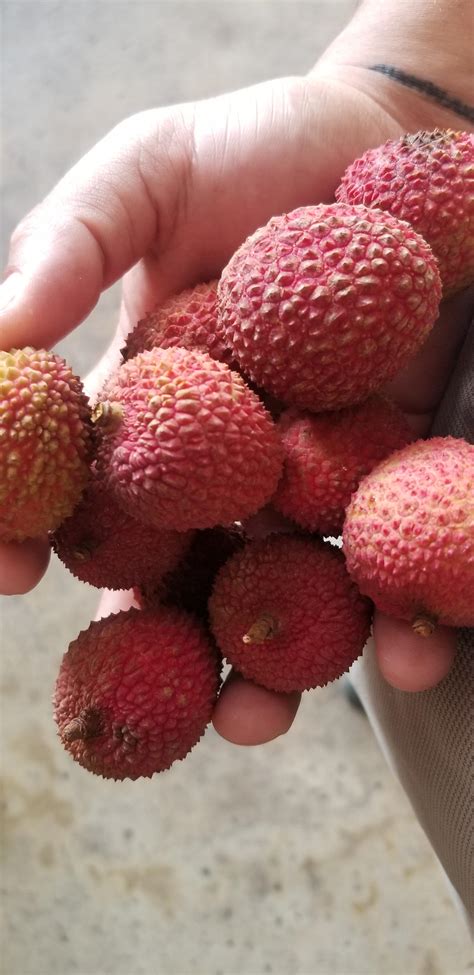 Lychee Season is here, dragonfruit coming soon : r/Miami