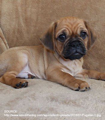 Breeds Dogs Pugalier - PetPremium