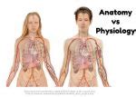 Anatomy vs Physiology (The Differences and Significance)