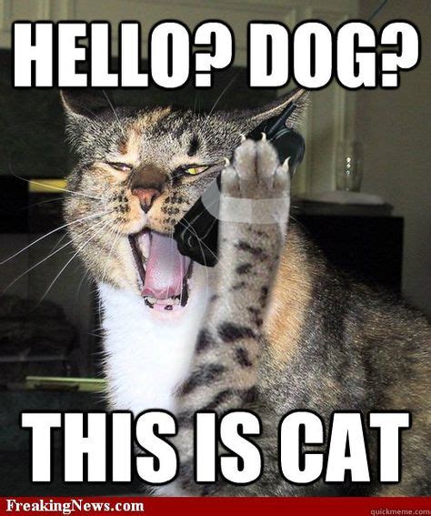 Dog On Phone Meme | HELLO? DOG? THIS IS CAT - cat phone - quickmeme | Animal humour, Cats, Cat call