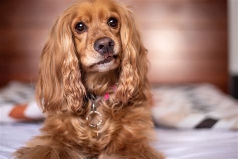 King Charles Spaniel Shedding A Lot