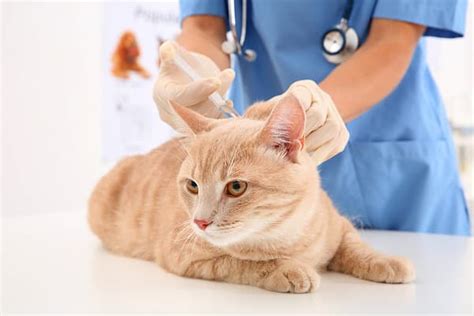 Penicillin Dosage Chart for Cats: Risks, Side Effects, Dosage, and More - A-Z Animals