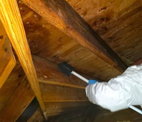 Attic Mold Removal by Mold Solutions by Cowleys