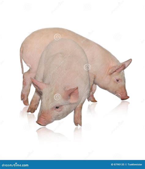 Two pigs stock image. Image of animals, agriculture, farm - 8790135