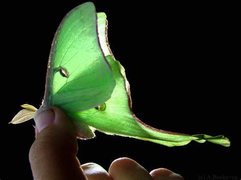 Luna Moth (*Actias luna*) [2903x2177] : AnimalPorn