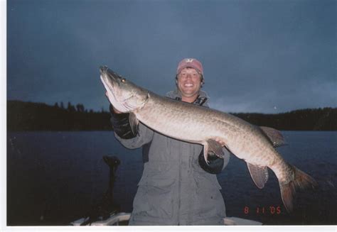 Big muskie caught on Lake of the Woods in Kenora, ON on 8/11/2005 ...