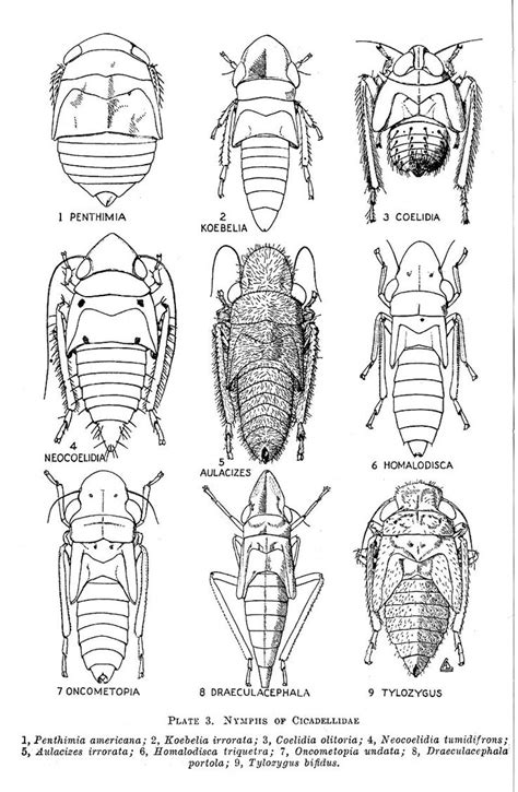 Leafhopper nymphs, Immature Leafhoppers in the family Cicadellidae ...