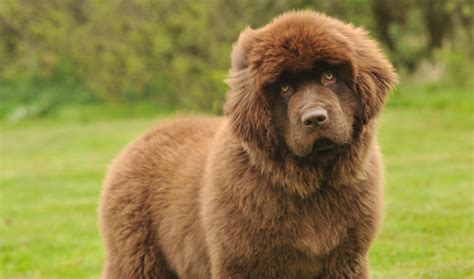 Newfoundland Dog Breed Information - Vetstreet | Vetstreet