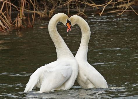 Swans in Love. | Happy valentines day, Swan, Happy valentine