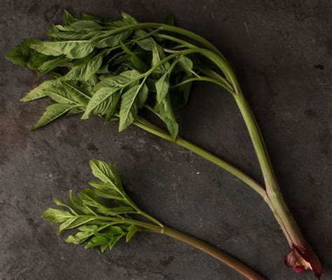 Angelica Creme Fraiche and Angelica Fermented in Goat Milk