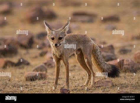 indian fox pup Vulpes bengalensis at ranthambore national park Stock ...