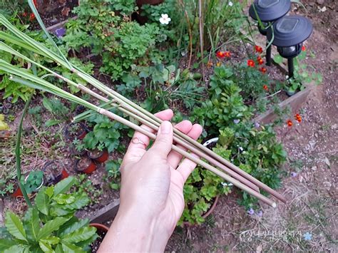 How to Grow Lemongrass- Indoor and Outdoor - gardenlovin