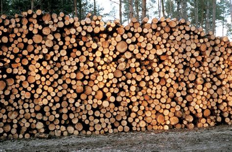 Pile Of Logs Photograph by Pascal Goetgheluck/science Photo Library | Fine Art America